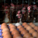 Why Rising Cost Of Eggs, Chicken , Causes, Solutions