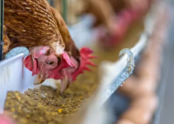 Insoluble Fibre Concentrate To Reduce Livestock Mortality