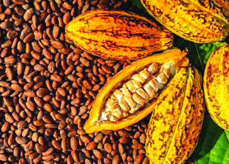 Unlocking Nigeria’s Cocoa Potential For Economic Growth