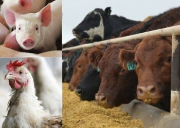 How Livestock Is Driving Food Security, Investment, Rural Development