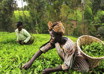 Uncovering Hurdles In Nigeria’s Agricultural Development Policy