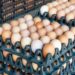 Egg Sellers Refute Price Hike Claims, Blame Poultry Farmers For Market Instability