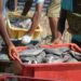 WorldFish, India Partner To Boost Aquaculture And Tackle Fish Deficit In Nigeria