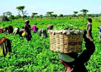Empowering Rural Women: The Untapped Engine Of Nigeria’s Economic Growth