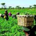 Empowering Rural Women: The Untapped Engine Of Nigeria’s Economic Growth