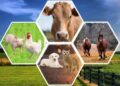 Building Livestock On Data: Nigeria Charts New Course For Animal Genetics