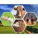 Building Livestock On Data: Nigeria Charts New Course For Animal Genetics