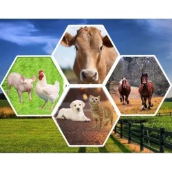 Building Livestock On Data: Nigeria Charts New Course For Animal Genetics