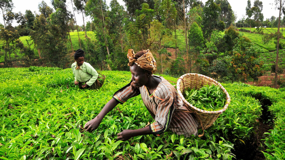 ‘Government Can Harness Herbal Tea Production For Export Growth’
