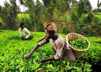 ‘Government Can Harness Herbal Tea Production For Export Growth’