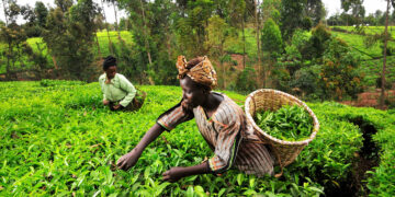 ‘Government Can Harness Herbal Tea Production For Export Growth’