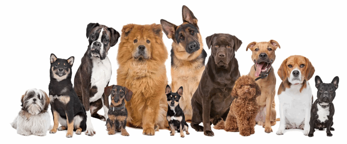 Ending Rabies: How Nigeria Is Fighting A Preventable Killer