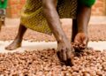 Stakeholders Seek Resilient, Inclusive Shea Industry To Boost Economy