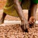 Stakeholders Seek Resilient, Inclusive Shea Industry To Boost Economy
