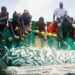 Tackling Illegal Fishing To Protect Nigeria’s Marine Economy, Food Security