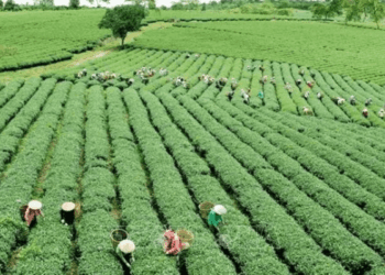 Tourba, ThriveAgric Unveil Largest Carbon Farming Initiative