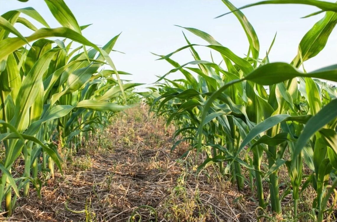 Regenerative Farming: Nigeria’s New Drive To Heal Its Soil