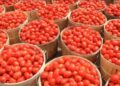 Tomato Farmers Predict Gradual Price Hike Post Ramadan