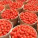 Tomato Farmers Predict Gradual Price Hike Post Ramadan