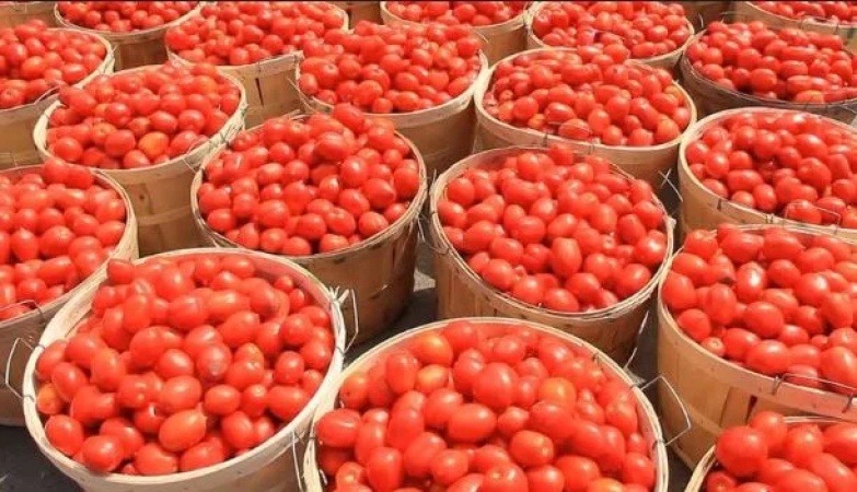 Tomato Farmers Predict Gradual Price Hike Post Ramadan