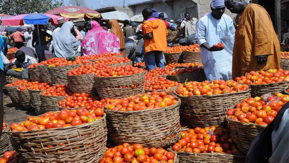 Tomato Farmers In Kaduna,Kano Seek Government’s Support To Reduce Post-harvest Losses