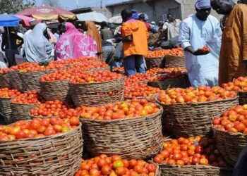 Tomato Farmers In Kaduna, Kano Seek Government’s Support To Reduce Post-harvest Losses