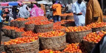 Tomato Farmers In Kaduna, Kano Seek Government’s Support To Reduce Post-harvest Losses