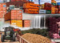 Why Nigeria Still Struggles To Compete In Global Agro Exports