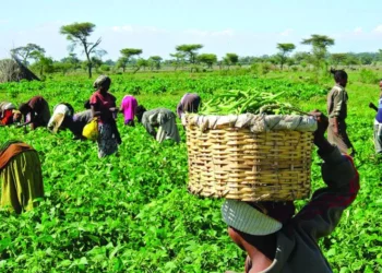 Farmers Lament $2.34bn Import Bill, Seek Improved Farm Security