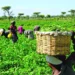 Farmers Lament $2.34bn Import Bill, Seek Improved Farm Security