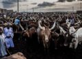 Africa Adopts Landmark Livestock Market Agenda, Sets 2027 Deadline For Investment Drive  