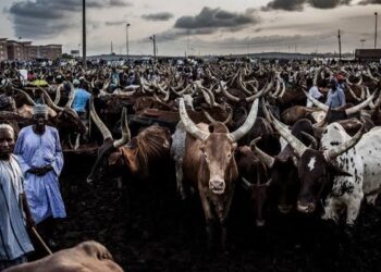 Africa Adopts Landmark Livestock Market Agenda, Sets 2027 Deadline For Investment Drive