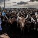 Africa Adopts Landmark Livestock Market Agenda, Sets 2027 Deadline For Investment Drive
