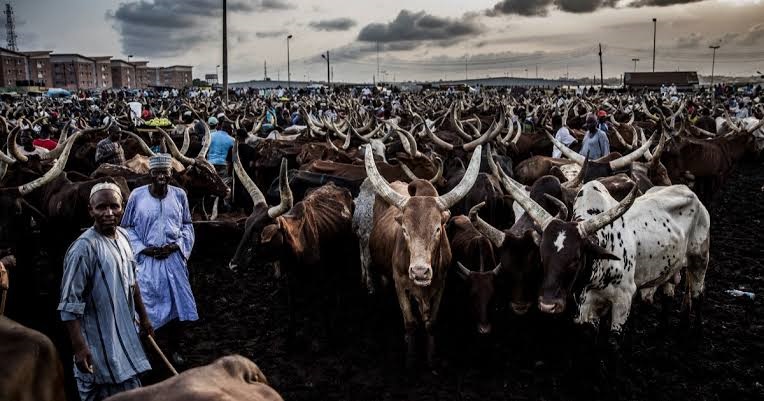 Africa Adopts Landmark Livestock Market Agenda,Sets 2027 Deadline For Investment Drive